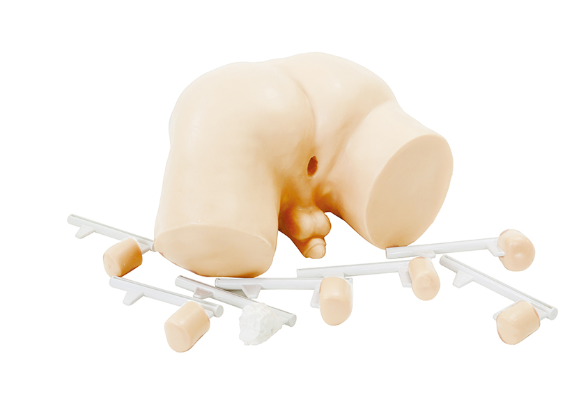 前列腺检查模型